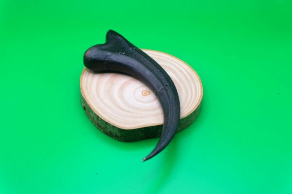 Griffe de raptor – Image 4