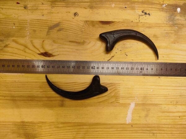 Griffe de raptor – Image 2