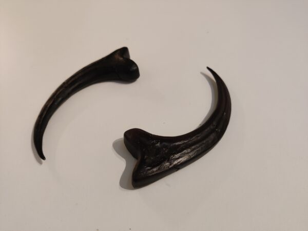 Griffe de raptor – Image 3